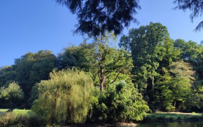 Les arbres, ces grands maitres de sagesse